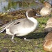  Male Pintail with 3 Females  by susiemc