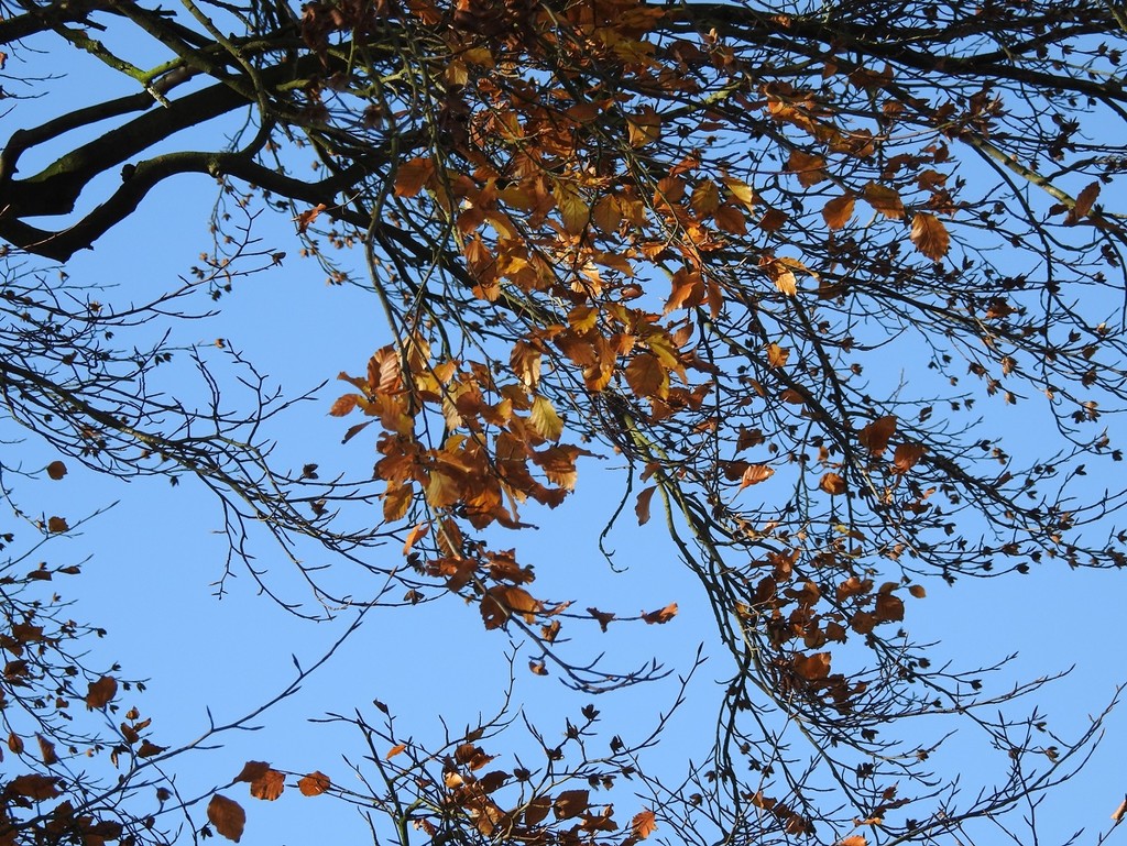 Beech Leaves and Blue Sky by roachling