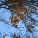 Beech Leaves and Blue Sky by roachling