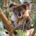 spring by koalagardens