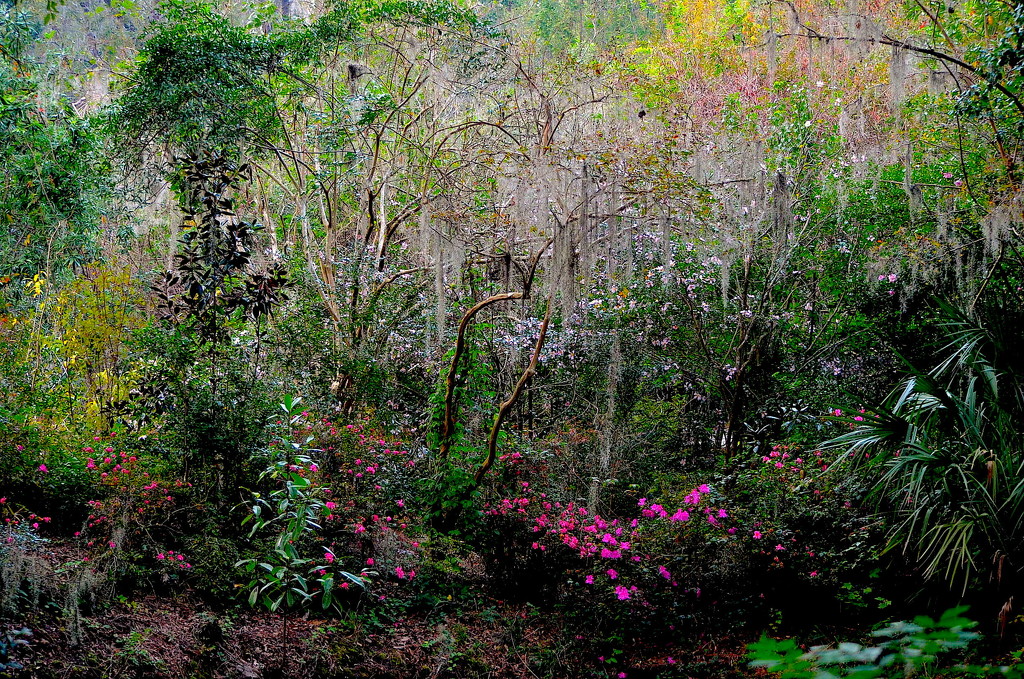 Magnolia Gardens color palette, Charleston, South Carolina by congaree