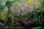 18th Nov 2016 - Magnolia Gardens color palette, Charleston, South Carolina