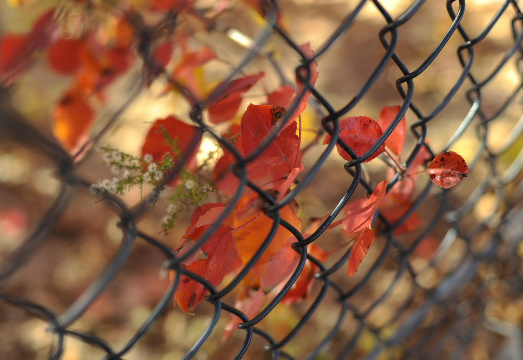 Autumn Fence by loweygrace