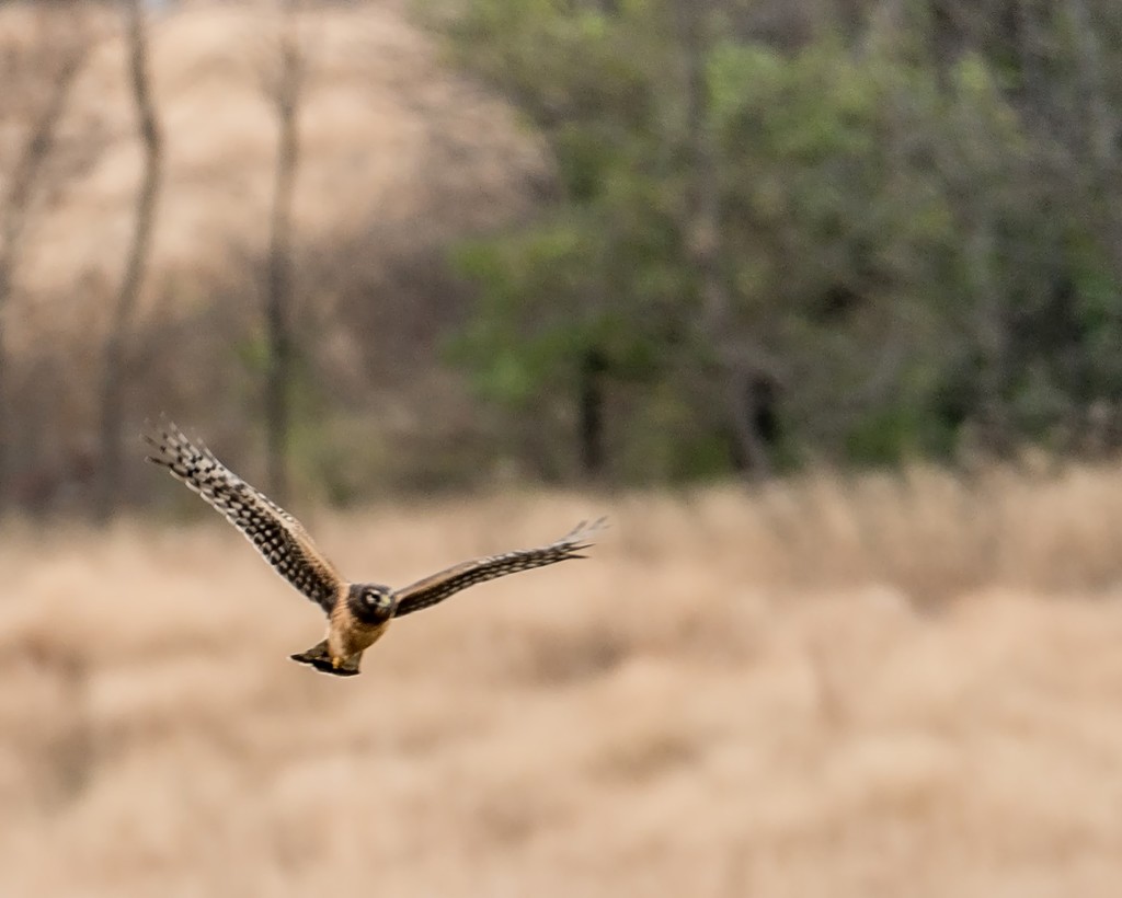 Hawk flying forward from forest edge by rminer