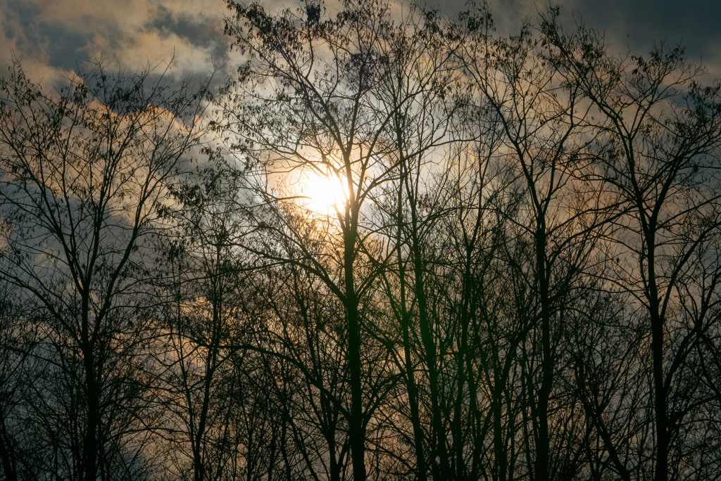 Sunburst Treeline by rminer