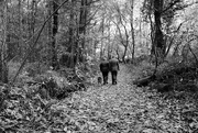 18th Nov 2016 - OCOLOY Day 323: A walk in the woods