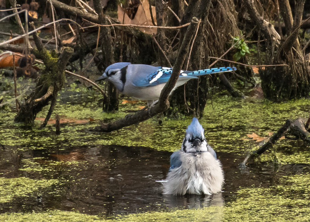 bath time for the Jay's by dridsdale