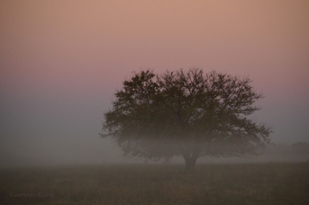 Wisp of Fog and Tree by kareenking