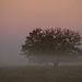 Wisp of Fog and Tree by kareenking