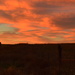 Kansas Morning Landscape by kareenking