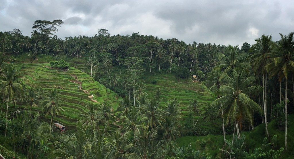 Rice paddies in Ubud by susiangelgirl