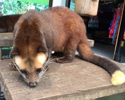 18th Nov 2016 - Civet at Tanah Lot