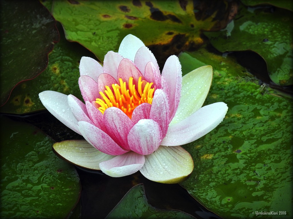 Water Lily by yorkshirekiwi