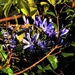 Agapanthus Bloom ~ by happysnaps