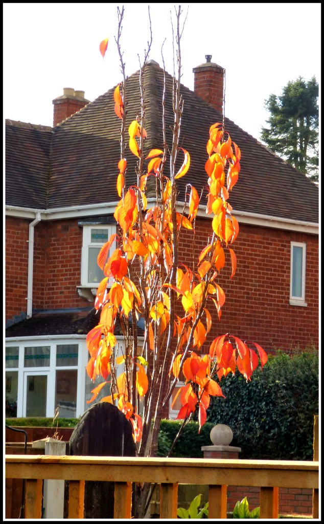 Prunus - Autumn colours  by beryl