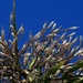 The other Cordyline (the Australis version) by kiwinanna