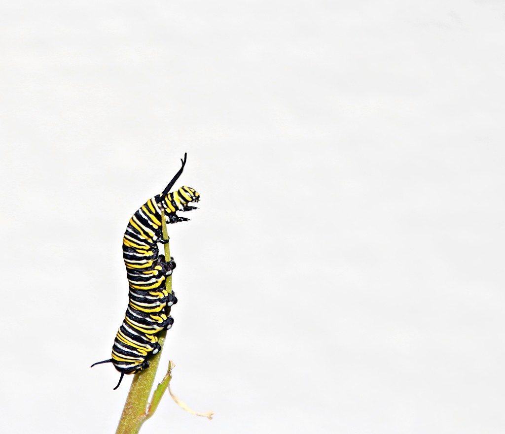 The Very Hungry Caterpillar by kiwinanna