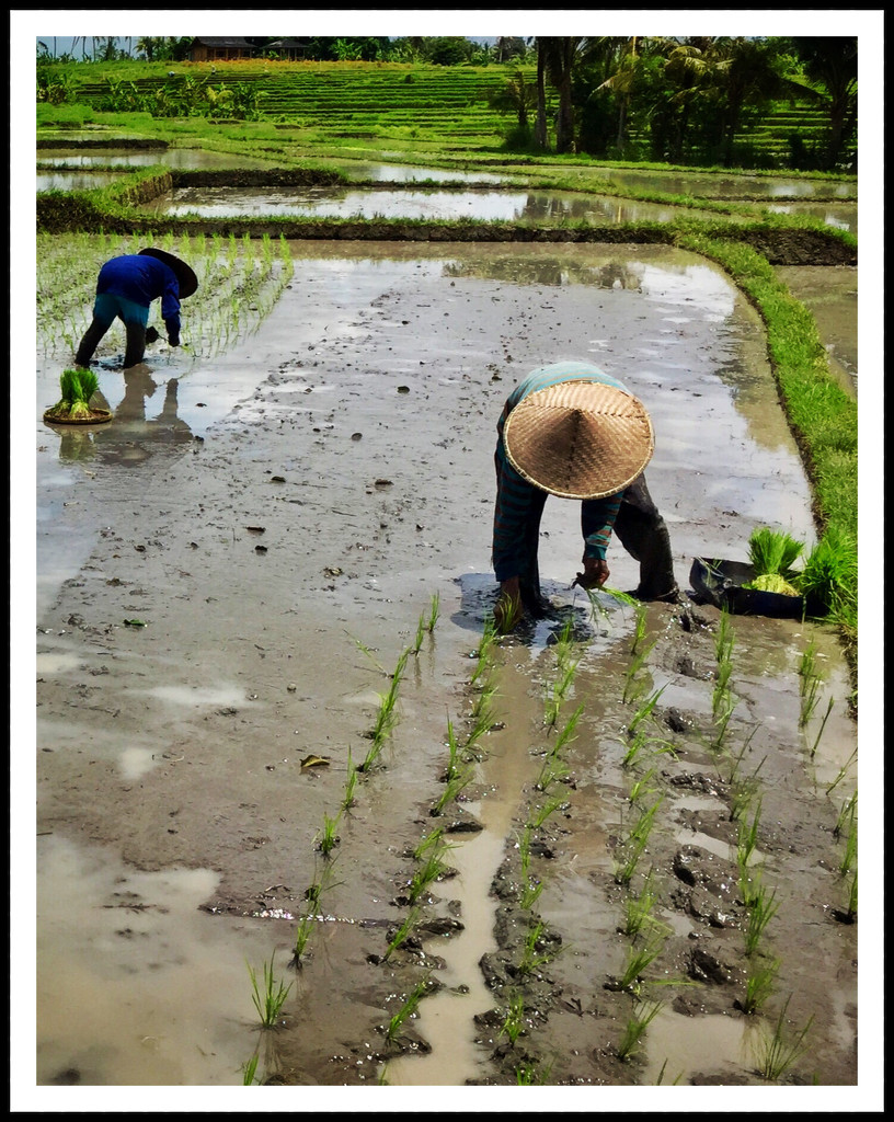 Planting rice near Canguu by susiangelgirl