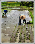 19th Nov 2016 - Planting rice near Canguu