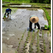 Planting rice near Canguu by susiangelgirl