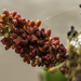 Carob blossom by evalieutionspics