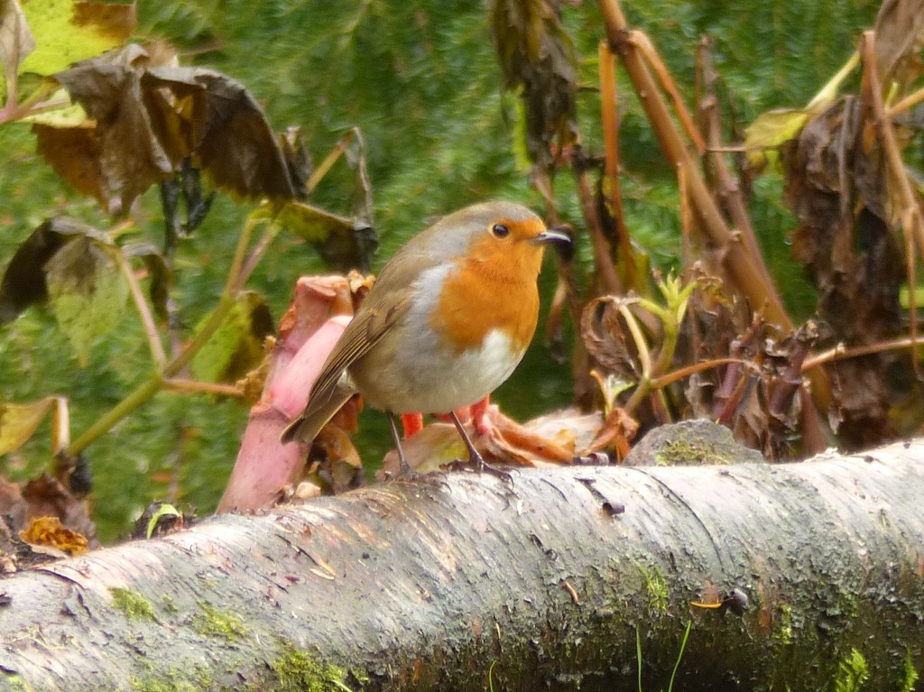  Robin on a Log by susiemc