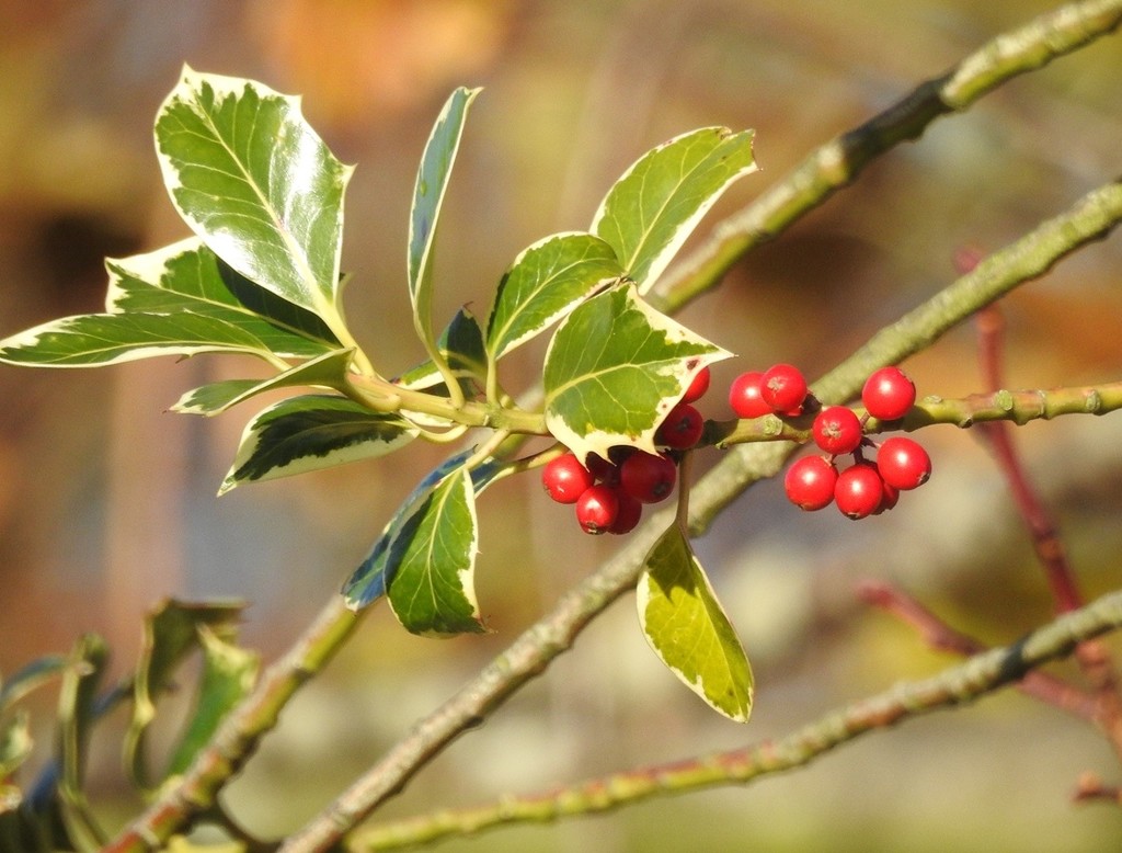 Holly Berries by roachling