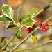 Holly Berries by roachling