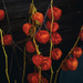 Chinese Lanterns, our garden by ivan