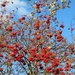 Rowan Berries by oldjosh