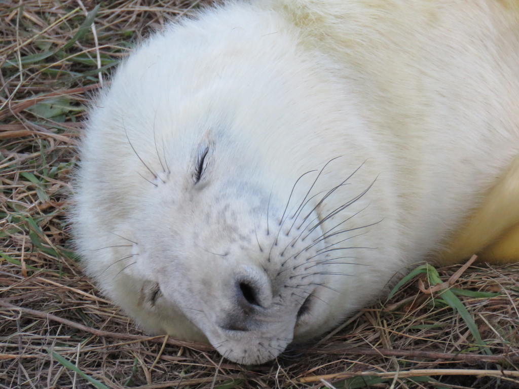 New Born Grey Seal Pup by phil_sandford