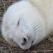 New Born Grey Seal Pup by phil_sandford