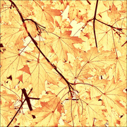 20th Nov 2016 - autumn leaves