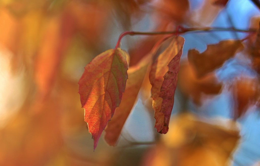 leaves in the light by lynnz