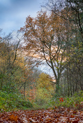 20th Nov 2016 - Autumn in HDR