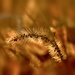 foxtail by lynnz
