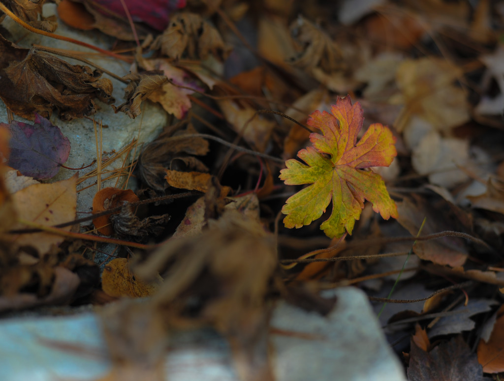 Autumn Geranium by loweygrace