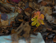 19th Nov 2016 - Autumn Geranium