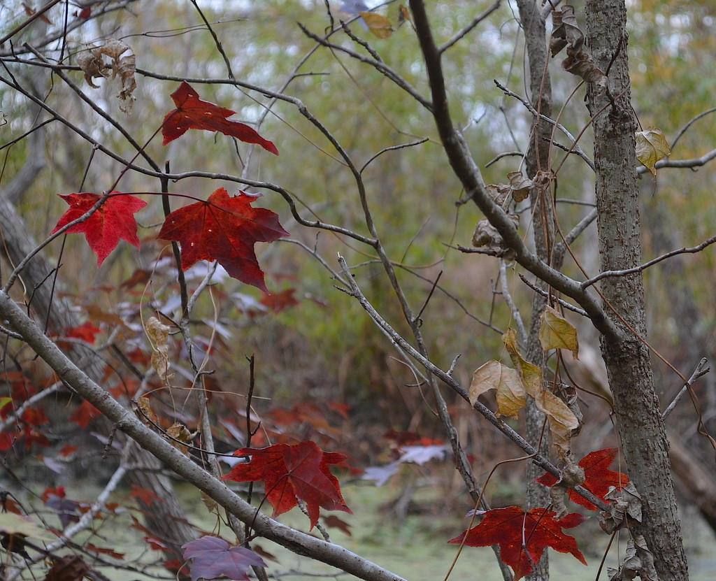 Autumn color comes to the Lowcountry of South Carolina. Red (swamp) maple, Caw Caw Interpretive Center, Ravenel, SC  by congaree