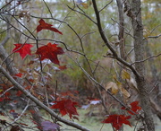 20th Nov 2016 - Autumn color comes to the Lowcountry of South Carolina. Red (swamp) maple, Caw Caw Interpretive Center, Ravenel, SC 