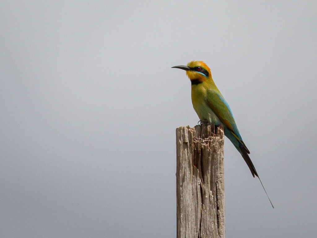 Rainbow Bee-eater by jodies