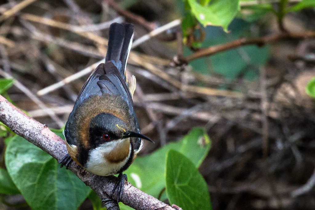 Eastern Spinebill by pusspup