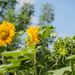 Sunflowers 3 Ways by fotoblah