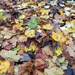Autumn carpet by plainjaneandnononsense