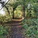 Woodland path by plainjaneandnononsense