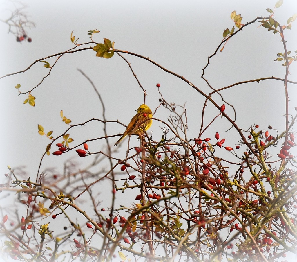 Hiding in the berries by rosiekind