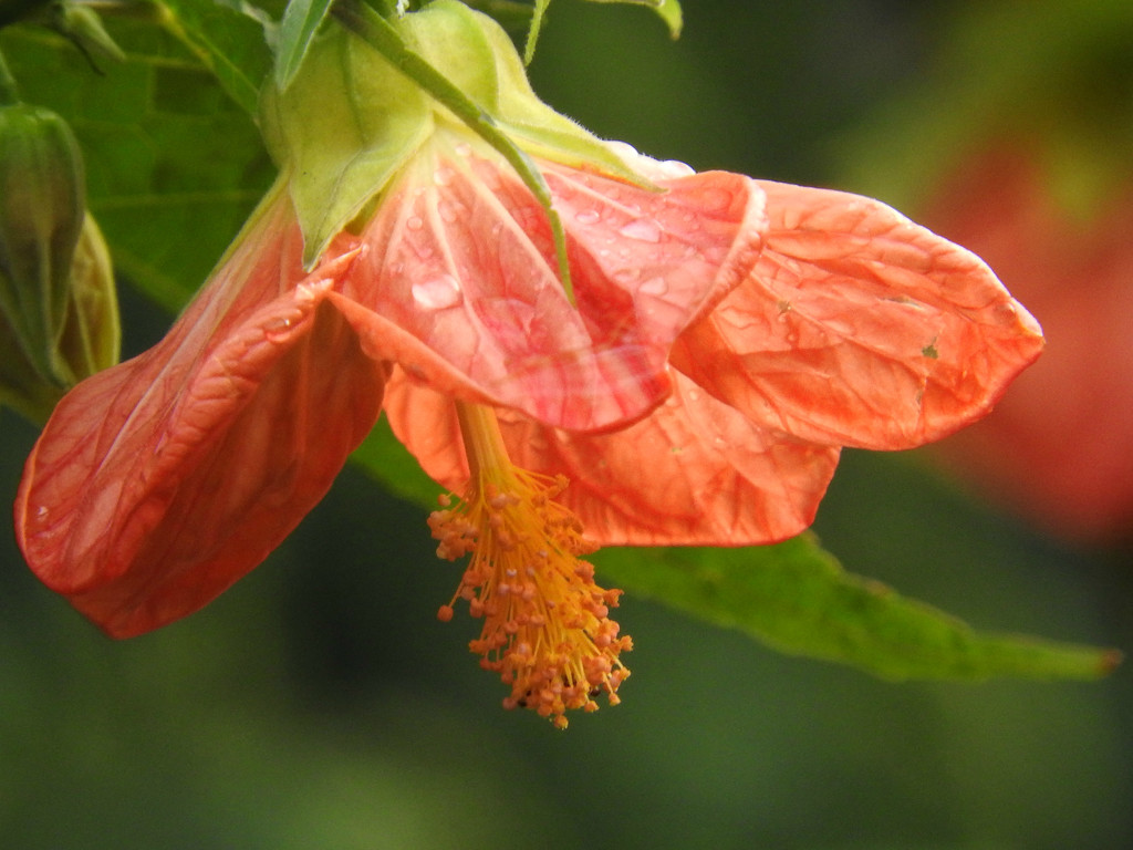 Striking Colored Bloom by seattlite