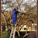 Tree pruning  by beryl