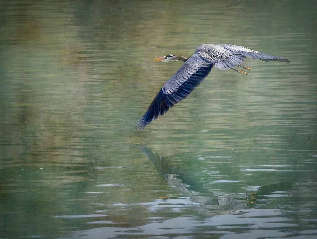 Reflected Flying Blue Heron Textures by jgpittenger
