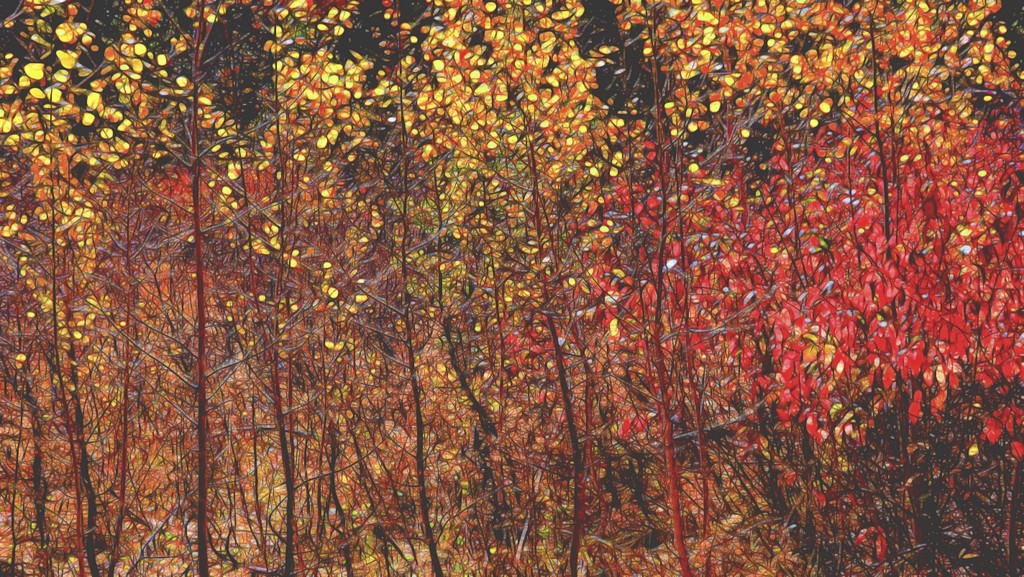 Fall Colors by joysfocus